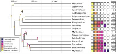 Dietary diversity, sociality, and the evolution of ant gustation